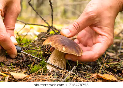 Mushrooming